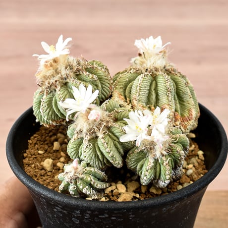 アズテキウム 花籠 RFHK-668
