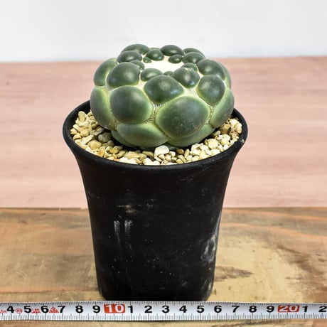 コリファンタ 刺無象牙丸 【カキ仔】RFHK-1280