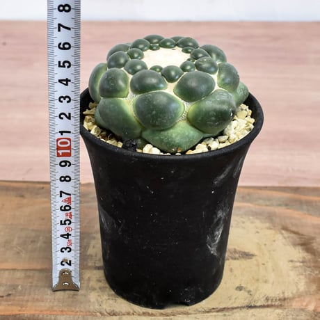コリファンタ 刺無象牙丸 【カキ仔】RFHK-1282