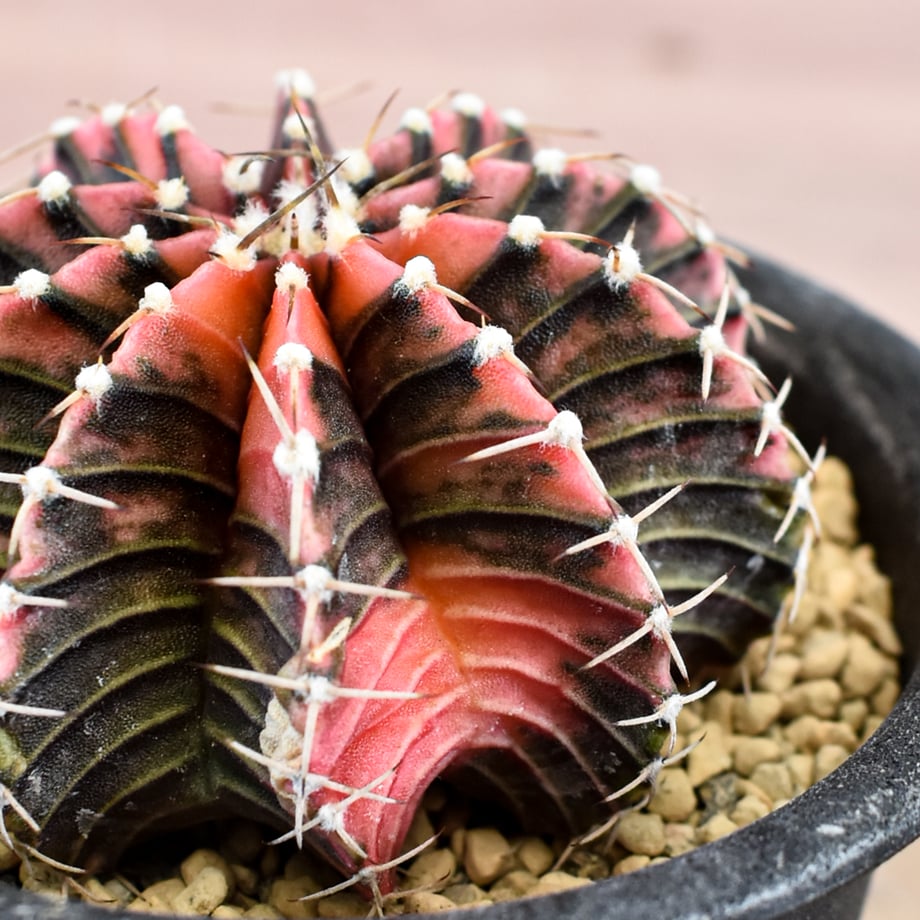 6a61aa551f9495079cf80fb6