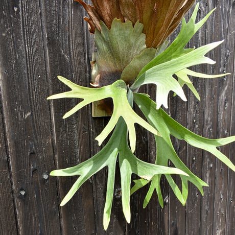 ビカクシダ ウィリンキー スピンドリフト スポアリング  / Platycerium willinckii 【comolebi plants】RFCM-W0019
