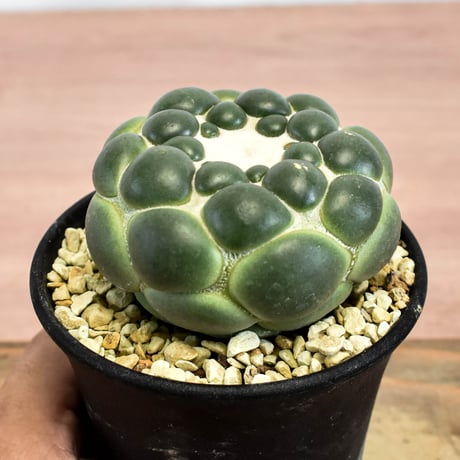 コリファンタ 刺無象牙丸 【カキ仔】RFHK-1280