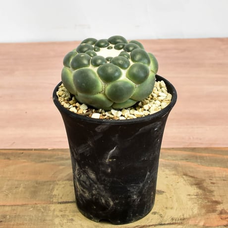 コリファンタ 刺無象牙丸 【カキ仔】RFHK-1280