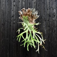 ビカクシダ ウィリンキー / Platycerium willinckii　コウモリラン プラティケリウム 【comolebi plants】RFCM-W0001
