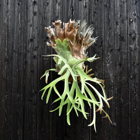 ビカクシダ ウィリンキー / Platycerium willinckii　コウモリラン プラティケリウム 【comolebi plants】RFCM-W0001