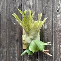 ビカクシダ ウィリンキー クイーン スワンガン スポアリング  / Platycerium willinckii Queen【comolebi plants】RFCM-W0024
