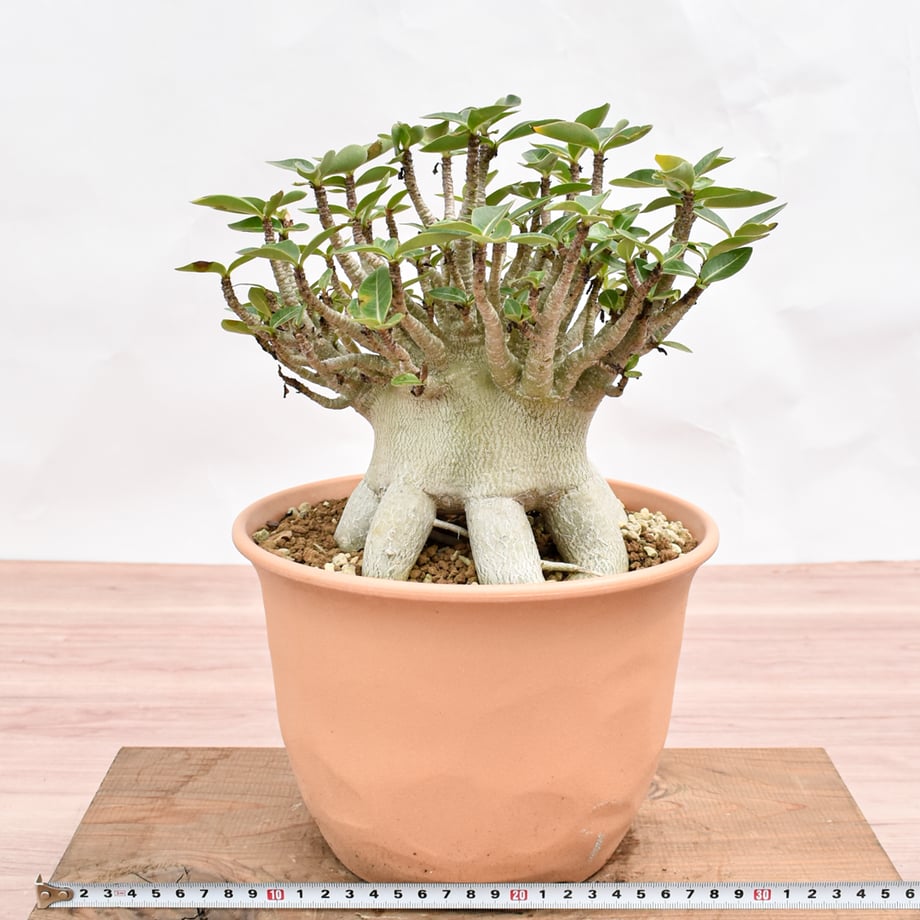 6ae4541019c21dbb84692db0