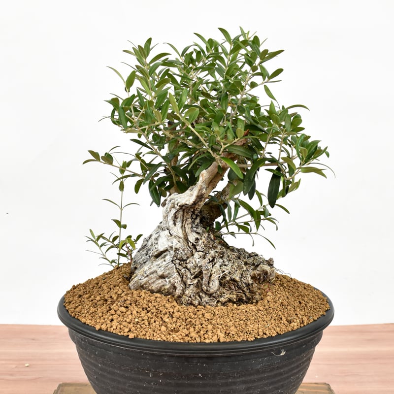 新*大様 オールドオリーブ 古木オリーブ オリーブ古木 塊根植物 パキプス コー オールド オリーブ 