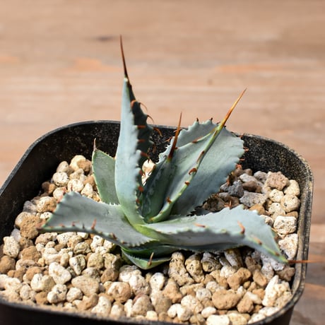 【百鬼夜行 その二】アガベ 特白肌×妖炎 "魍魎"【台湾botanical_seeker産】RF25012407