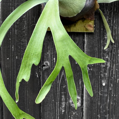 ビカクシダ ウィリンキー クイーン スワンガン スポアリング  / Platycerium willinckii Queen【comolebi plants】RFCM-W0023