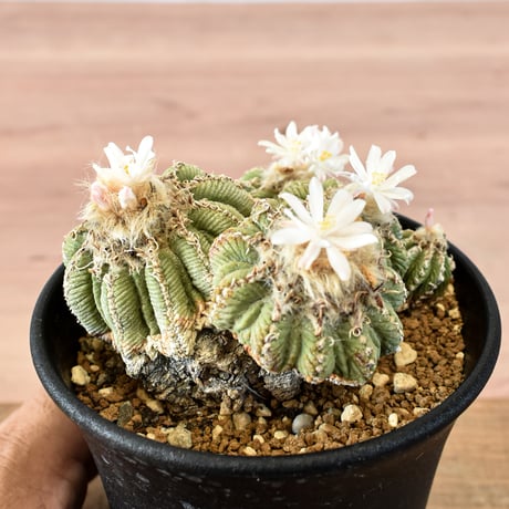アズテキウム 花籠 RFHK-668