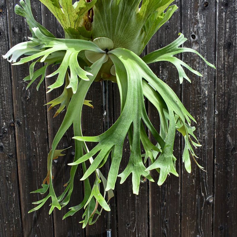 ビカクシダ ウィリンキー ウスー / Platycerium willinckii ussu
