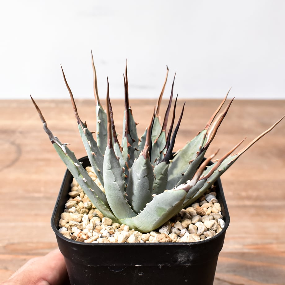6ad747400660ecdf64ccb40c