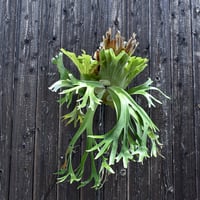 ビカクシダ ウィリンキー ウスー  / Platycerium willinckii ussu プラティケリウム コウモリラン【comolebi plants】RFCM-W0011