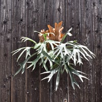 ビカクシダ ペガサス  / Platycerium Pegasus. コウモリラン プラティケリウム【comolebi plants】RFCM-W0010