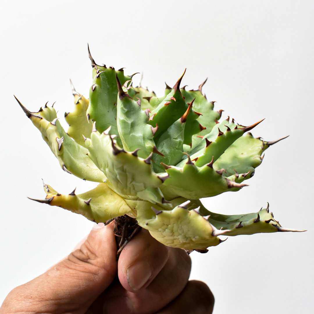 アガベ ハイブリット 特白肌怒雷神【台湾huplants2010産/中株販売