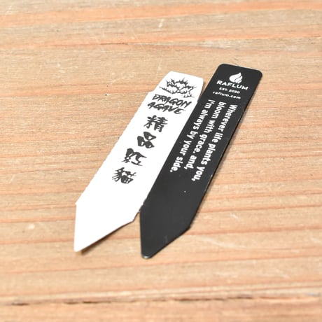 アガベ チタノタ "精品レッドキャットウィーズル" / 精品赤猫 , 精品紅猫  【台湾 dragon agave産/中株/抜き苗】RF25012214