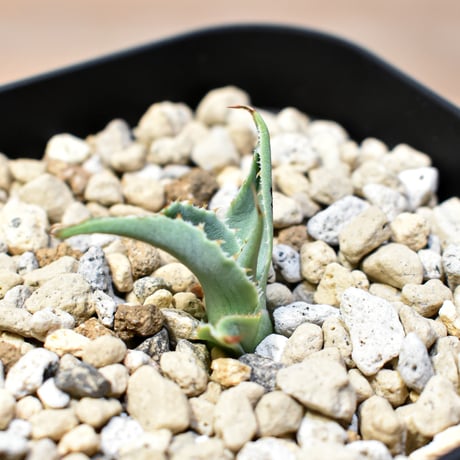 【百鬼夜行 その二】アガベ 特白肌×妖炎 "魍魎"【台湾botanical_seeker産】C
