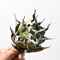 アガベ チタノタ "精品ハデス" / 精品黒帝斯、精品恐竜牙歯 【台湾 dragon agave産/中株/抜き苗】RF25012174