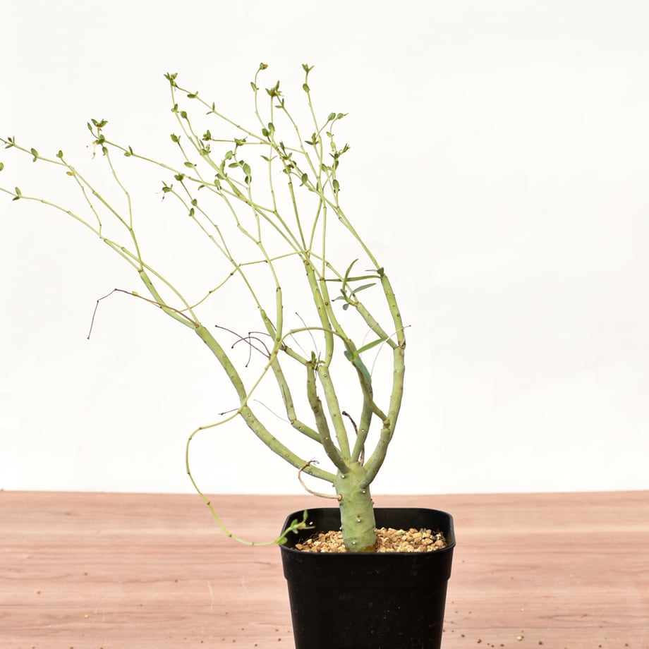 6a9b4958e8c4f881099a5c3d