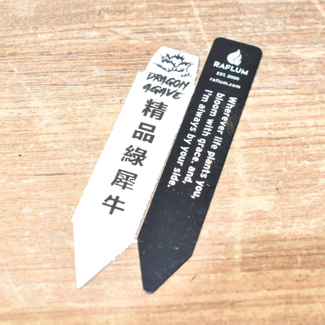 アガベ チタノタ "精品緑犀牛"   【台湾 dragon agave産/中株/抜き苗販売】RF25012590 B