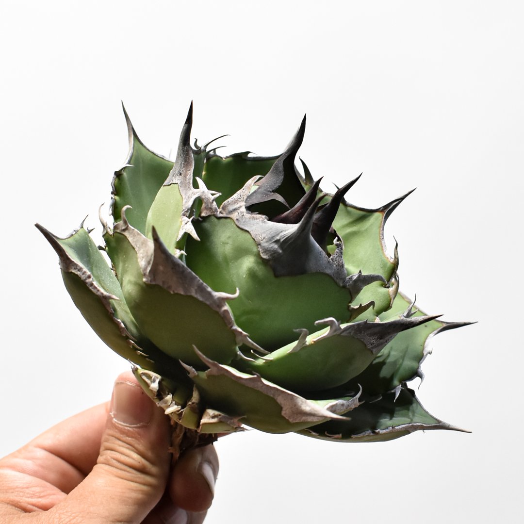 アガベ チタノタ Dennis040 キングアーサー Dragon Agave アガベ チタノタ 精品DENNIS040 