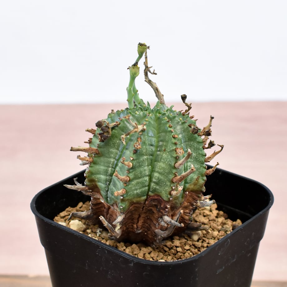 6aaceeae4350c009e6193477