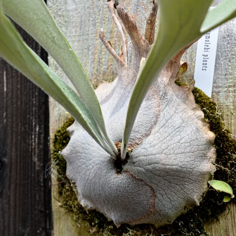 ビカクシダ ペドロスポア A / Platycerium Pedro spore A コウモリラン プラティケリウム  【comolebi plants】RFCM-W0017