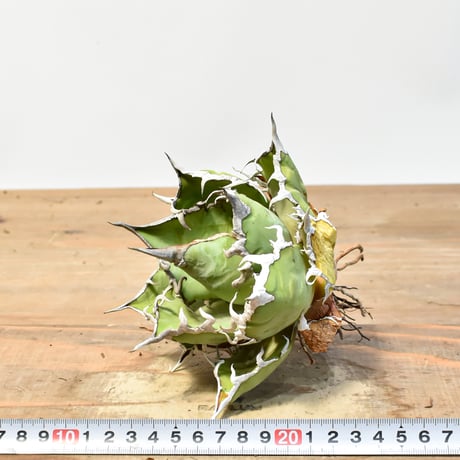 アガベ チタノタ "シーザー" / "凱撒" 【台湾huplants2010産（髭さん)/中株/抜き苗】RF25012275