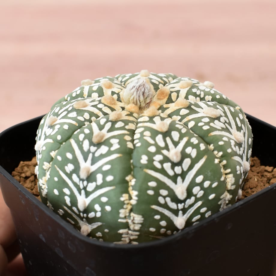 6aa11a2f878cab121a97df99