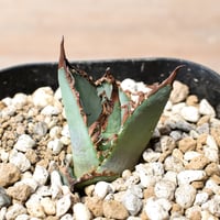 アガベ チタノタ "九歯釘耙" 【台湾huplants2010産/子株販売/実生選抜個体】RF25012249