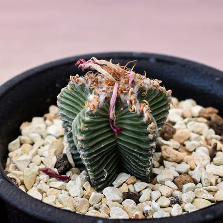 アズテキウム 紅籠【カキ仔】RFHK-985