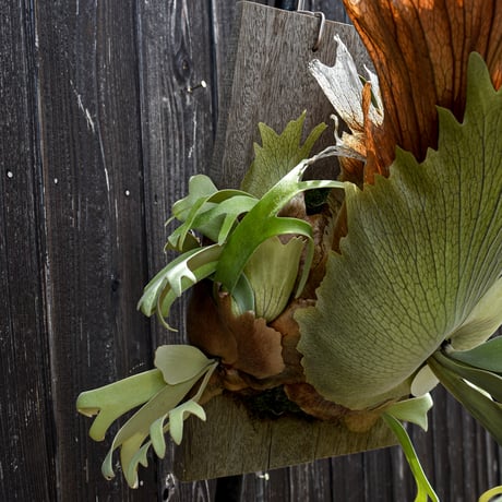 ビカクシダ ウィリンキー 月光爪哇(ゲッコウジャワ) / Platycerium willinckii   コウモリラン プラティケリウム【comolebi plants】RFCM-W0007