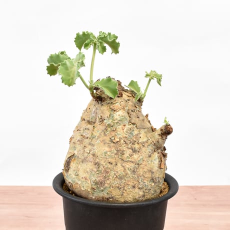 キフォステンマ マクロプス RFHK-1190