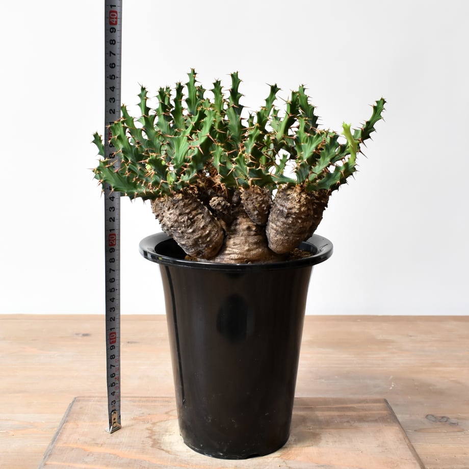 6a4817948e3e65f1888dd57b