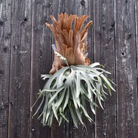 ビカクシダ ネグセ  / Platycerium neguse コウモリラン プラティケリウム【comolebi plants】RFCM-W0013