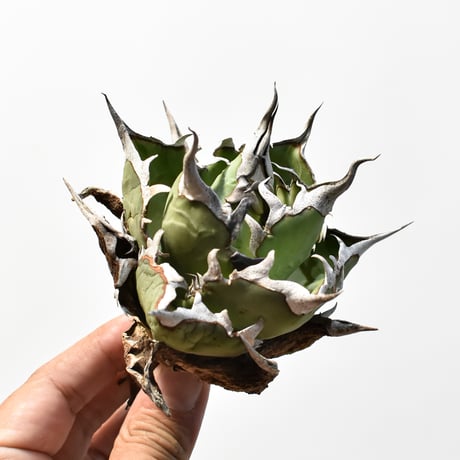 アガベ チタノタ "精品ハデス" / 精品黒帝斯、精品恐竜牙歯 【台湾 dragon agave産/中株/抜き苗】RF25012180