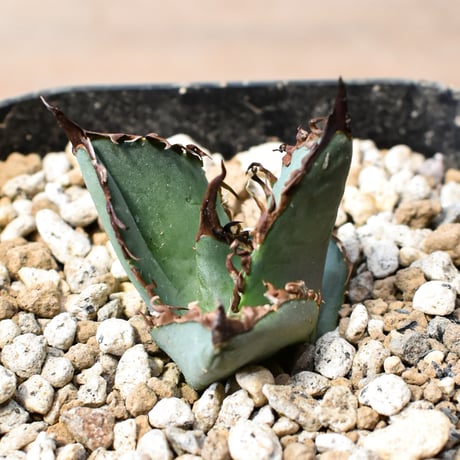 アガベ チタノタ "九歯釘耙" 【台湾huplants2010産/子株販売/実生選抜個体】RF25012249