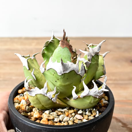 アガベ チタノタ "精品レッドキャットウィーズル" / 精品赤猫 , 精品紅猫  【台湾 dragon agave産/中株】RF25012588 E