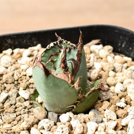アガベ チタノタ "九歯釘耙" 【台湾huplants2010産/子株販売/実生選抜個体】RF25012250