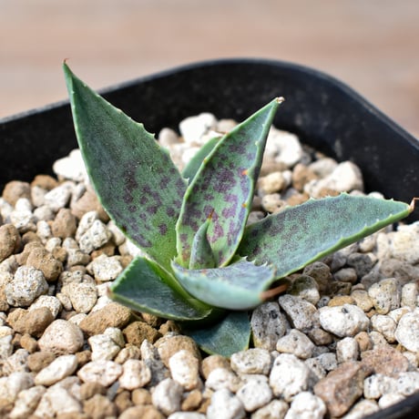 アガベ ハイブリット "邪霊" (特白肌怒雷神×血妖) 【台湾botanical_seeker産】RF25012420