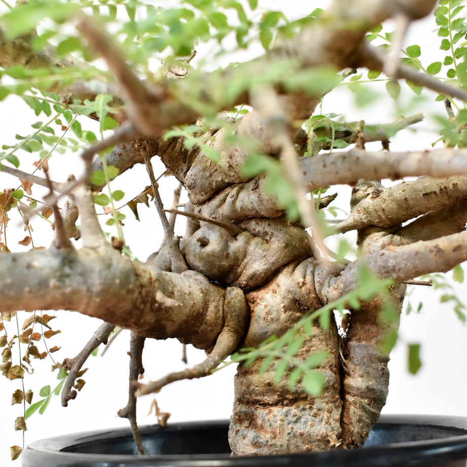 6a481a8ce0a19ef146f36da5