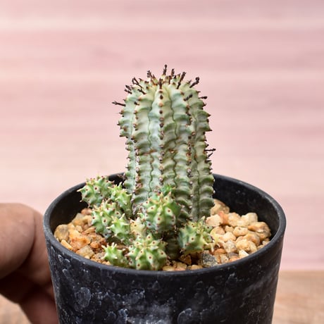 ユーフォルビア マミラリア “鱗宝”  RFHK-1016A