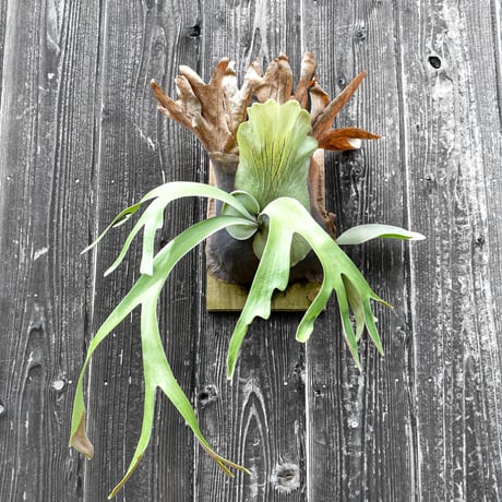 ビカクシダ ウィリンキー クイーン スワンガン スポアリング  / Platycerium willinckii Queen【comolebi plants】RFCM-W0023