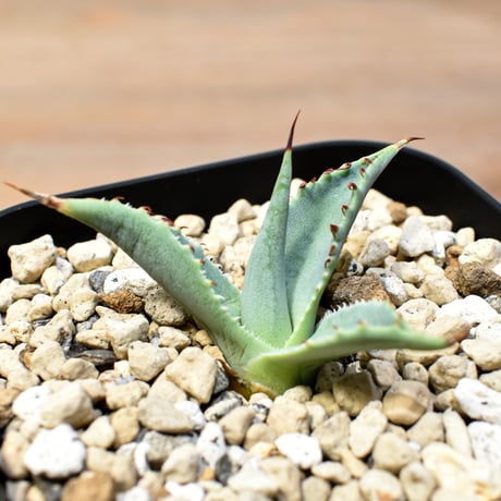 【百鬼夜行 その五】アガベ 雷帝×妖炎 "雷獣"【台湾botanical_seeker産】A