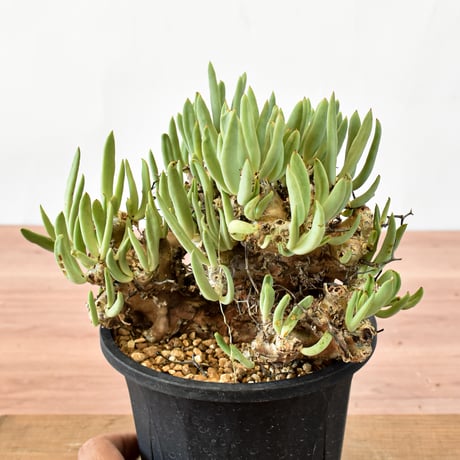 チレコドン レティキュラーツス "万物想" "中株"  RFHK-698