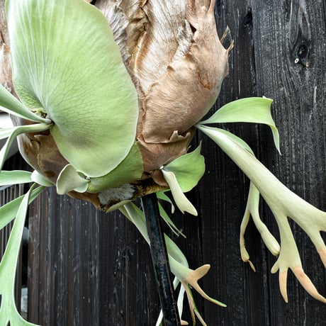 ビカクシダ ウィリンキー / Platycerium willinckii　コウモリラン プラティケリウム 【comolebi plants】RFCM-W0002
