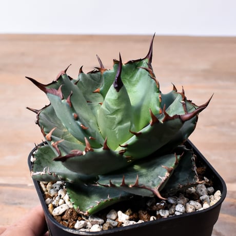 アガベ ハイブリット "甲妖 x 蟹"【台湾botanical_seeker産】RF25012100