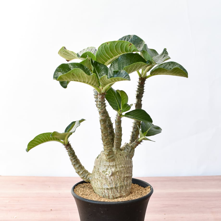 6a91e7121c5df020d40c8bcf