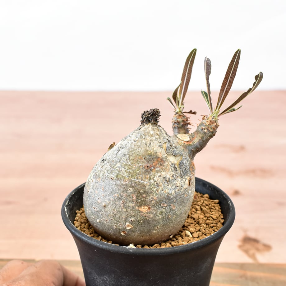 6a7fa8523c52b7399870340a